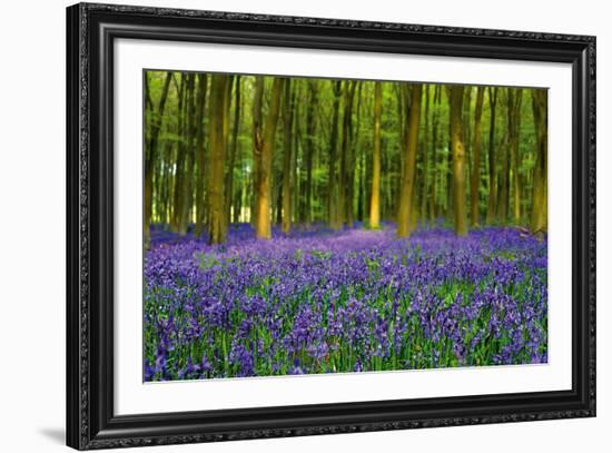 Bluebell Carpet-Alex Stewart-Framed Giclee Print