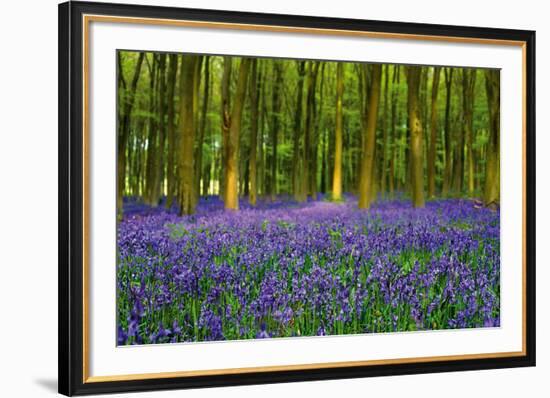 Bluebell Carpet-Alex Stewart-Framed Giclee Print