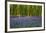 Bluebell Carpet-Alex Stewart-Framed Giclee Print