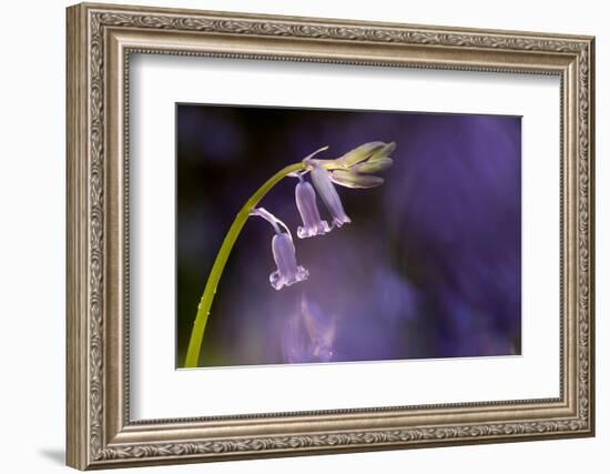 Bluebell close-up, Lanhydrock woodland, Cornwall, UK-Ross Hoddinott-Framed Photographic Print