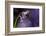 Bluebell close-up, Lanhydrock woodland, Cornwall, UK-Ross Hoddinott-Framed Photographic Print