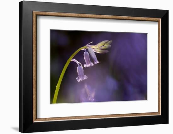 Bluebell close-up, Lanhydrock woodland, Cornwall, UK-Ross Hoddinott-Framed Photographic Print