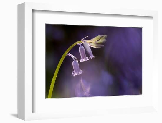 Bluebell close-up, Lanhydrock woodland, Cornwall, UK-Ross Hoddinott-Framed Photographic Print