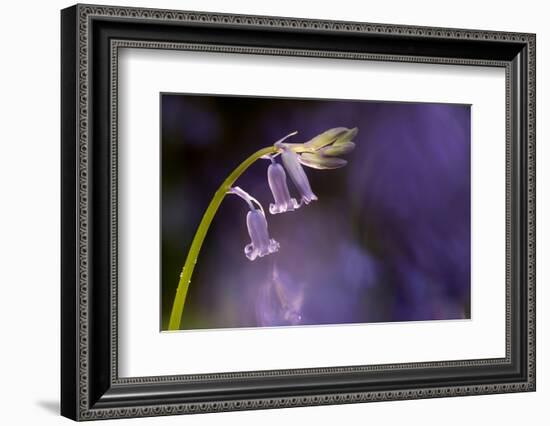 Bluebell close-up, Lanhydrock woodland, Cornwall, UK-Ross Hoddinott-Framed Photographic Print