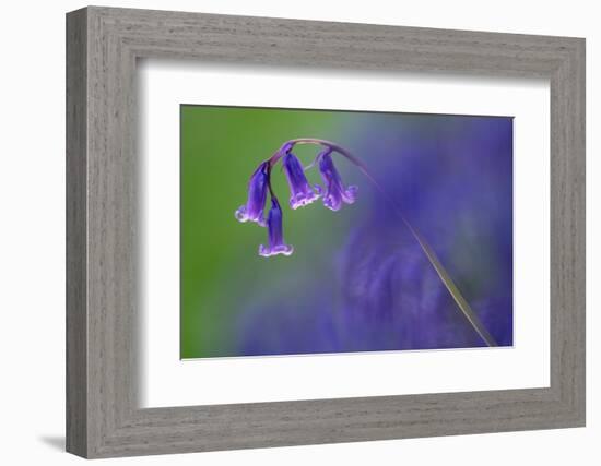 Bluebell flower, Cornwall, UK-Ross Hoddinott-Framed Photographic Print