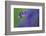 Bluebell flower, Cornwall, UK-Ross Hoddinott-Framed Photographic Print