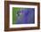 Bluebell flower, Cornwall, UK-Ross Hoddinott-Framed Photographic Print