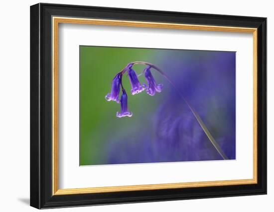 Bluebell flower, Cornwall, UK-Ross Hoddinott-Framed Photographic Print