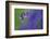 Bluebell flower, Cornwall, UK-Ross Hoddinott-Framed Photographic Print