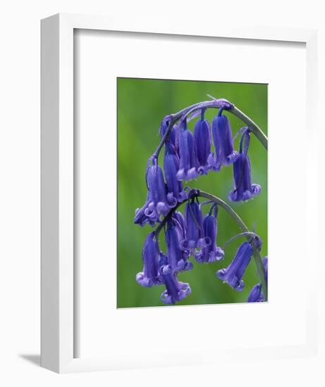 Bluebell Flower, UK-Niall Benvie-Framed Premium Photographic Print