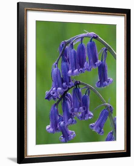 Bluebell Flower, UK-Niall Benvie-Framed Photographic Print