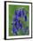 Bluebell Flower, UK-Niall Benvie-Framed Photographic Print