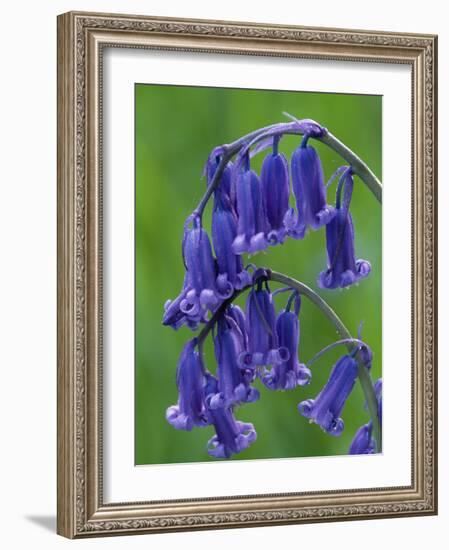 Bluebell Flower, UK-Niall Benvie-Framed Photographic Print