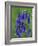 Bluebell Flower, UK-Niall Benvie-Framed Photographic Print