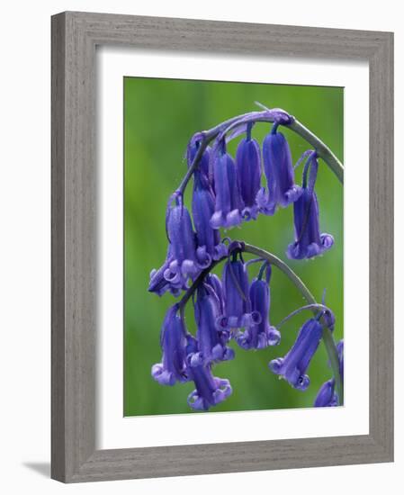 Bluebell Flower, UK-Niall Benvie-Framed Photographic Print