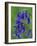 Bluebell Flower, UK-Niall Benvie-Framed Photographic Print