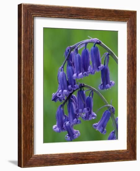 Bluebell Flower, UK-Niall Benvie-Framed Photographic Print