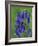 Bluebell Flower, UK-Niall Benvie-Framed Photographic Print