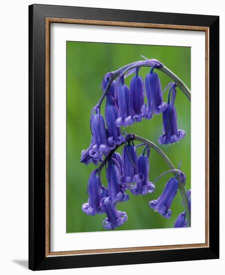 Bluebell Flower, UK-Niall Benvie-Framed Photographic Print