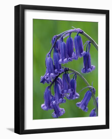 Bluebell Flower, UK-Niall Benvie-Framed Photographic Print