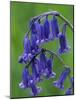 Bluebell Flower, UK-Niall Benvie-Mounted Photographic Print