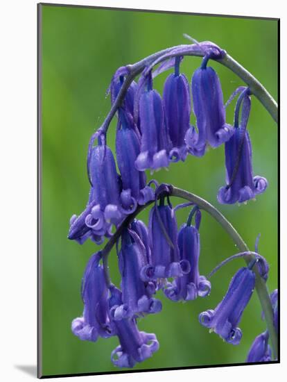 Bluebell Flower, UK-Niall Benvie-Mounted Photographic Print