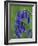 Bluebell Flower, UK-Niall Benvie-Framed Photographic Print