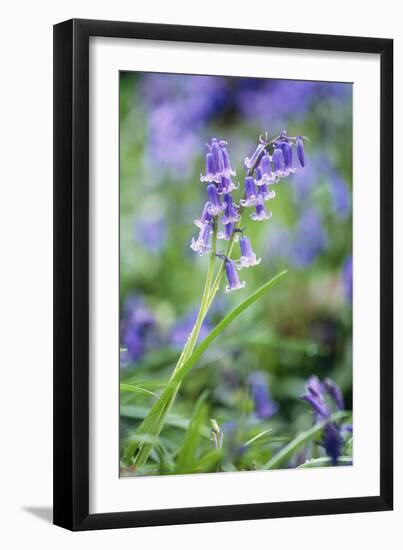 Bluebell Flower-null-Framed Photographic Print