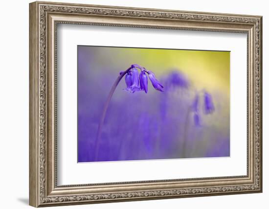 Bluebell flowering in ancient woodland, Cornwall, UK-Ross Hoddinott-Framed Photographic Print