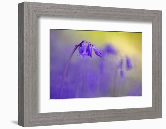Bluebell flowering in ancient woodland, Cornwall, UK-Ross Hoddinott-Framed Photographic Print