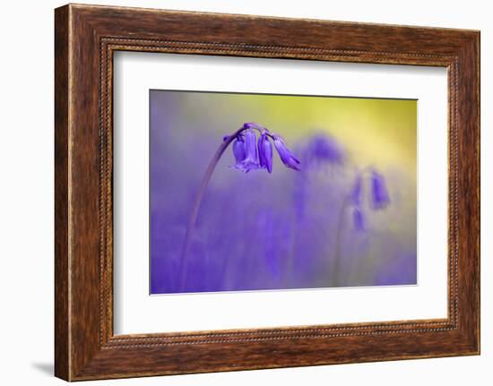 Bluebell flowering in ancient woodland, Cornwall, UK-Ross Hoddinott-Framed Photographic Print