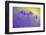 Bluebell flowering in ancient woodland, Cornwall, UK-Ross Hoddinott-Framed Photographic Print