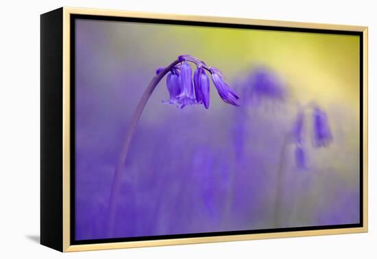 Bluebell flowering in ancient woodland, Cornwall, UK-Ross Hoddinott-Framed Premier Image Canvas