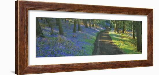 Bluebell Flowers along a Dirt Road in a Forest, Gloucestershire, England-null-Framed Photographic Print