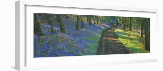 Bluebell Flowers along a Dirt Road in a Forest, Gloucestershire, England-null-Framed Photographic Print