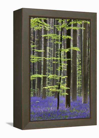 Bluebell Flowers in Forest with Beech Trees-null-Framed Premier Image Canvas