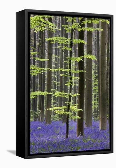 Bluebell Flowers in Forest with Beech Trees-null-Framed Premier Image Canvas
