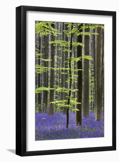 Bluebell Flowers in Forest with Beech Trees-null-Framed Photographic Print