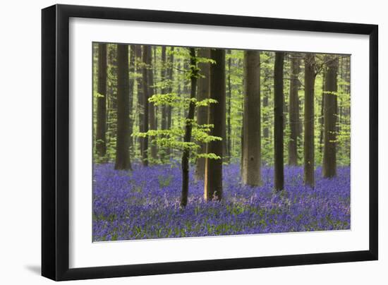 Bluebell Flowers in Forest with Beech Trees-null-Framed Photographic Print