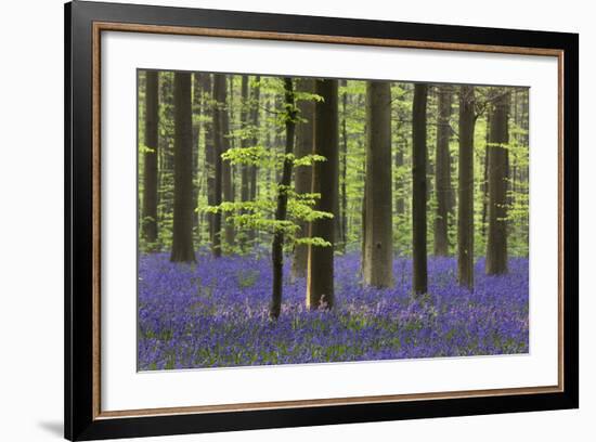 Bluebell Flowers in Forest with Beech Trees-null-Framed Photographic Print