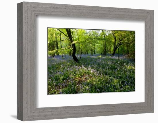 Bluebell forest-Charles Bowman-Framed Photographic Print