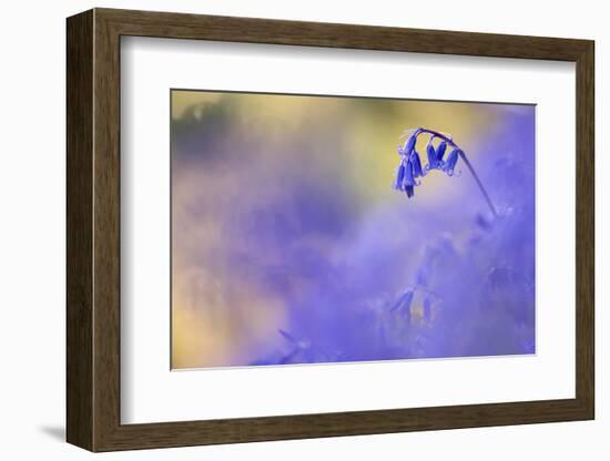 Bluebell growing, Marsland Mouth, Devon, UK-Ross Hoddinott-Framed Photographic Print