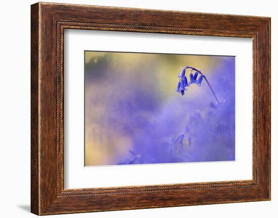 Bluebell growing, Marsland Mouth, Devon, UK-Ross Hoddinott-Framed Photographic Print