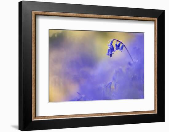 Bluebell growing, Marsland Mouth, Devon, UK-Ross Hoddinott-Framed Photographic Print