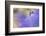 Bluebell growing, Marsland Mouth, Devon, UK-Ross Hoddinott-Framed Photographic Print