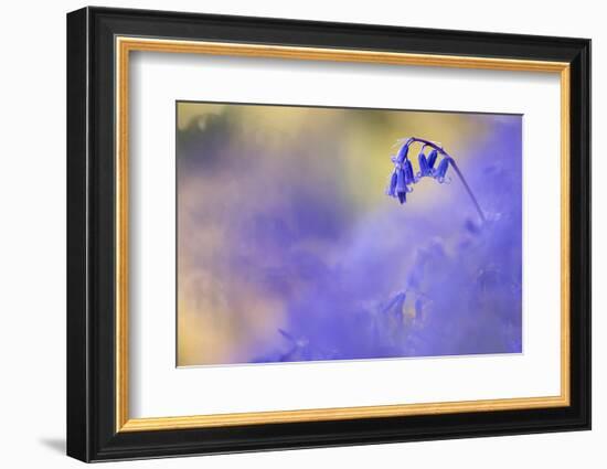 Bluebell growing, Marsland Mouth, Devon, UK-Ross Hoddinott-Framed Photographic Print