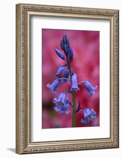 Bluebell, Hyacinthoides Non-Scripta, Close-Up-Andreas Keil-Framed Photographic Print