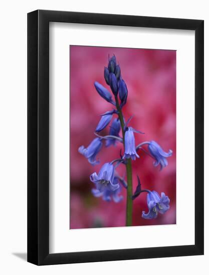 Bluebell, Hyacinthoides Non-Scripta, Close-Up-Andreas Keil-Framed Photographic Print