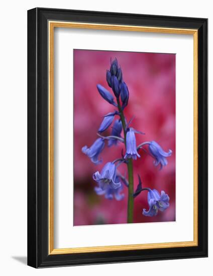 Bluebell, Hyacinthoides Non-Scripta, Close-Up-Andreas Keil-Framed Photographic Print