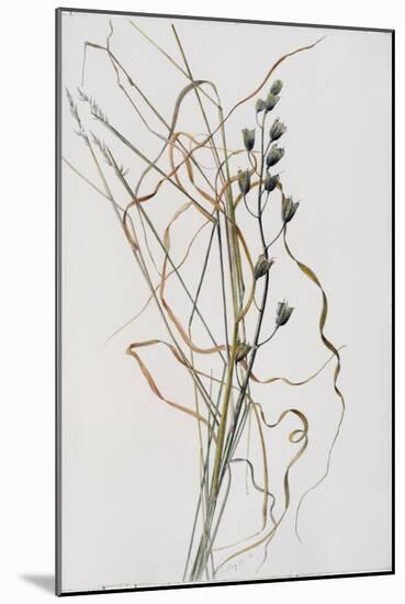Bluebell Seedhead in Drying Grass, 1996-Rebecca John-Mounted Giclee Print